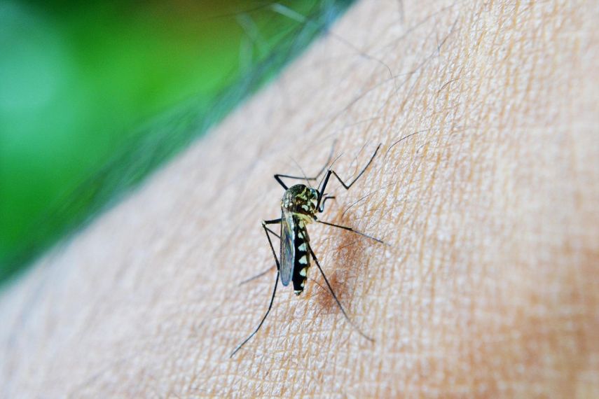Wabah Chikungunya Meluas di China, Kasus Capai 10.000 dan Menyebar ke Luar Negeri