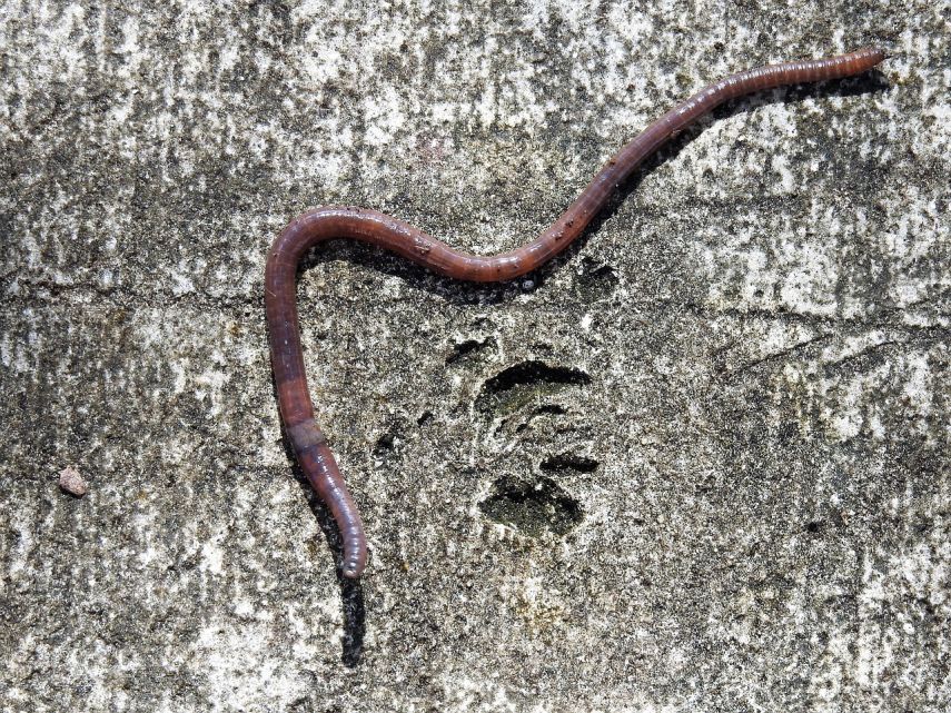 Balita di Sukabumi Meninggal dengan 1 Kg Cacing di Tubuh, Ini Penyebabnya