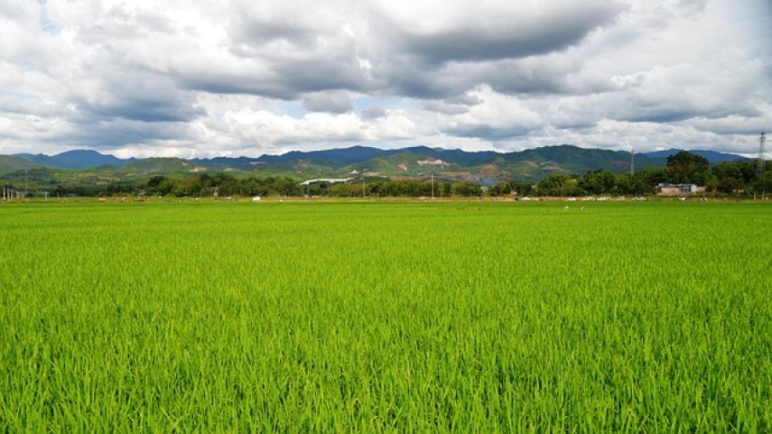 Bupati Indramayu Lucky Hakim Targetkan Lepas 10.000 Ular di Sawah untuk Kendalikan Hama Tikus
