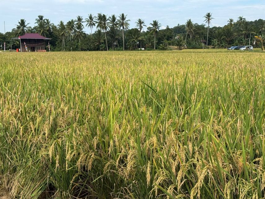 Desa Sumber Sari Penuhi Kebutuhan Pangan dengan Potensi Pertanian Lengkap