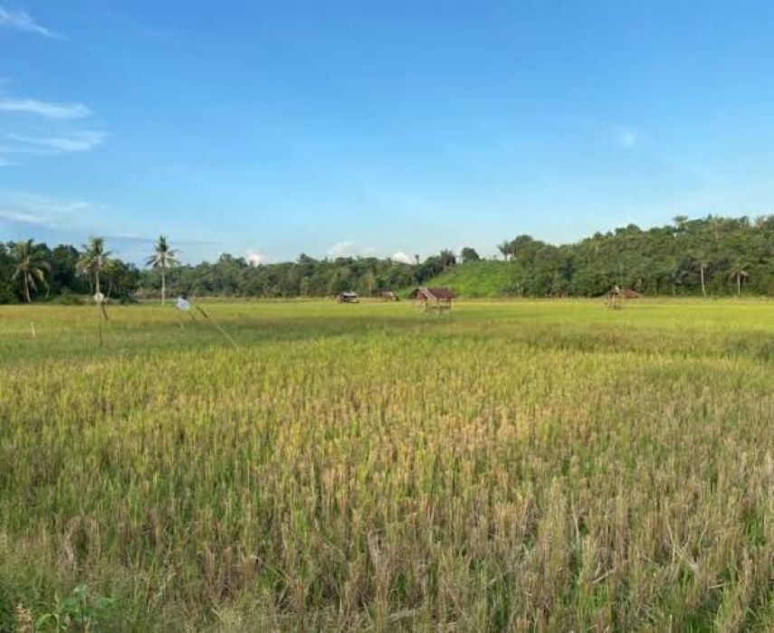 Desa Bukit Raya Dorong Regenerasi Petani, Pertanian Jadi Andalan Ekonomi Warga
