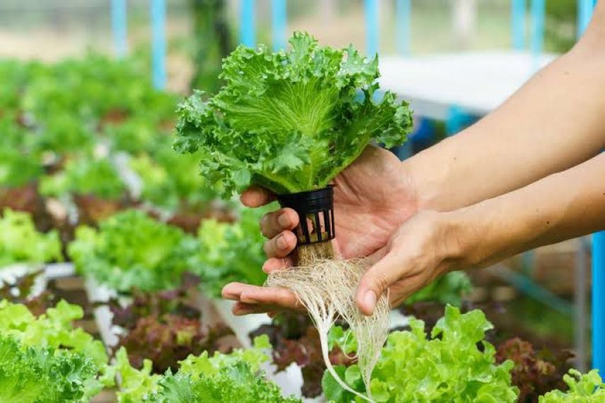 Samboja Barat Andalkan Hortikultura, Suplai Sayur Hidroponik hingga 80 Persen ke Balikpapan