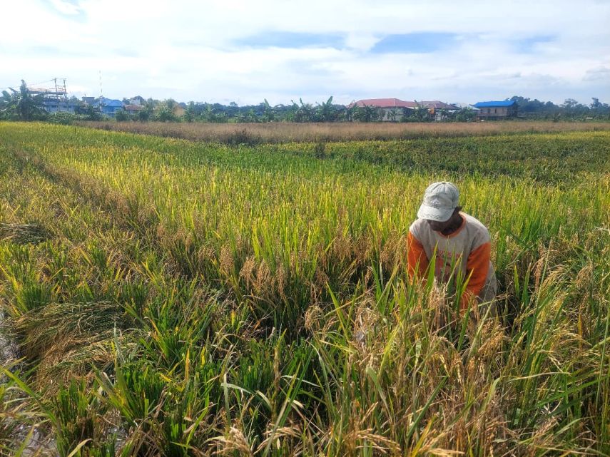 DPRD Berau Dorong Pemda Siapkan Pasar untuk Tampung Hasil Panen Petani