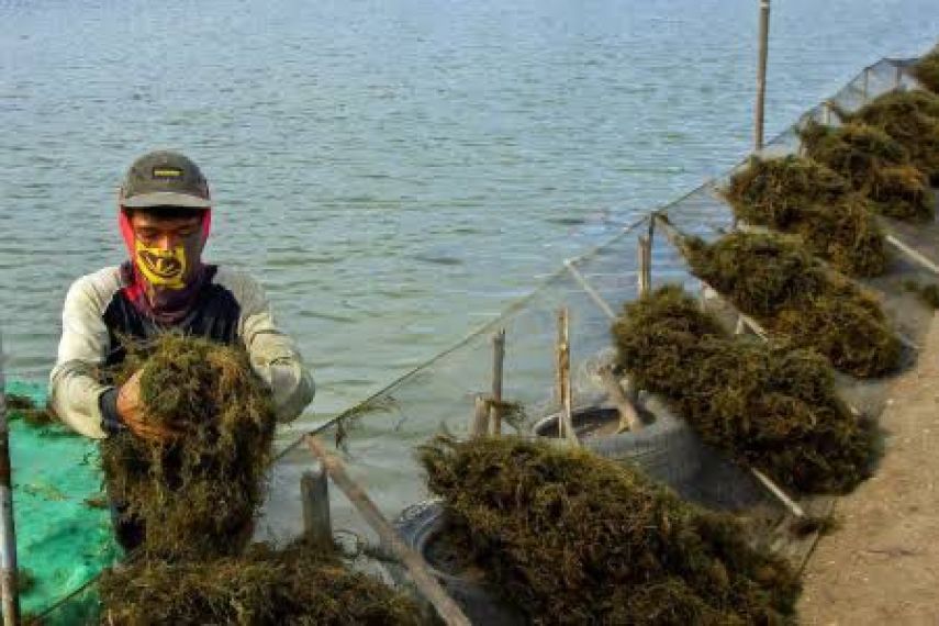Pabrik Rumput Laut Muara Badak Diharapkan Segera Beroperasi