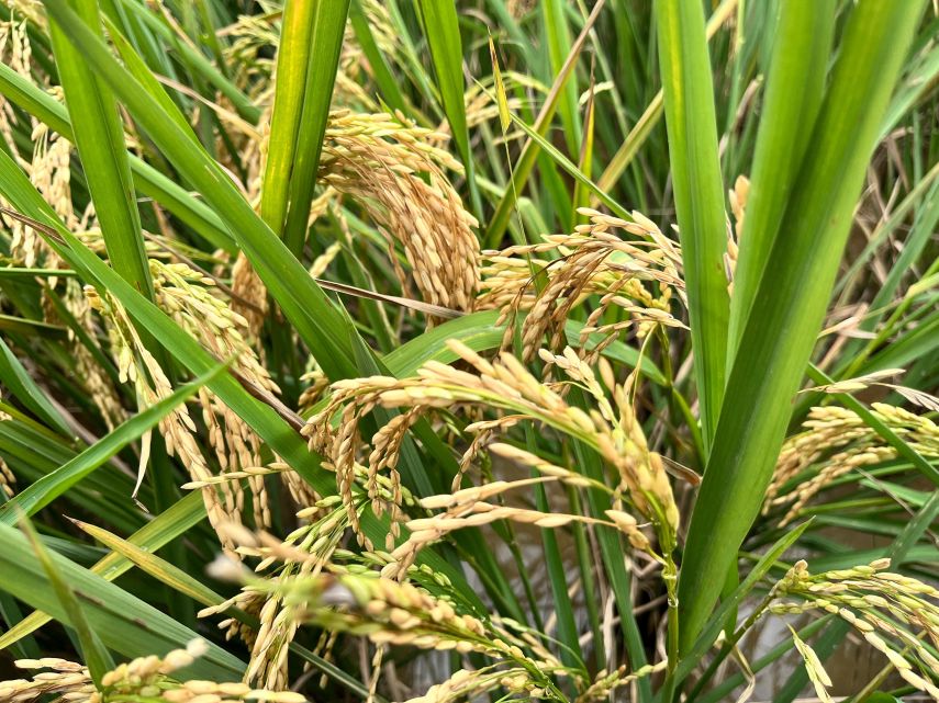 Pertanian Jadi Andalan Desa Sumber Sari, Panen Beras dan Sayur Sanggup Penuhi Pasar di Luar Kukar