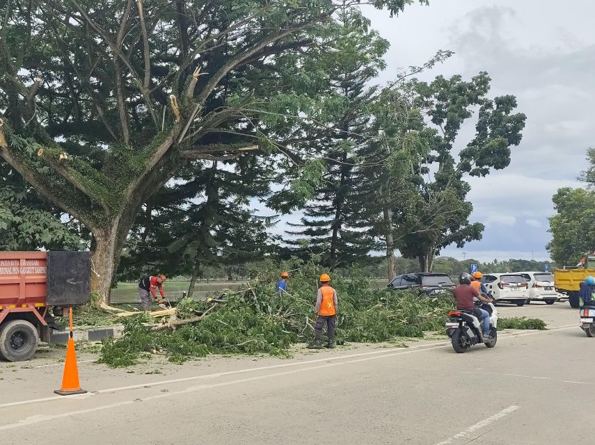 DLHK Kukar Pangkas Pohon Tua di Tenggarong Demi Keselamatan Warga