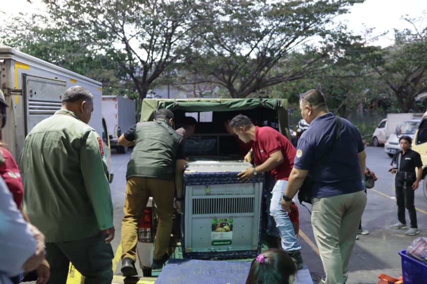Setelah Satu Dekade Jadi Peliharaan Ilegal, Orangutan Mungky dan Dodo Kembali ke Tanah Borneo