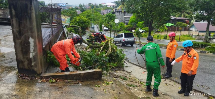 Pohon Tumbang di Jalan S Parman, BPBD Bontang Sigap Evakuasi