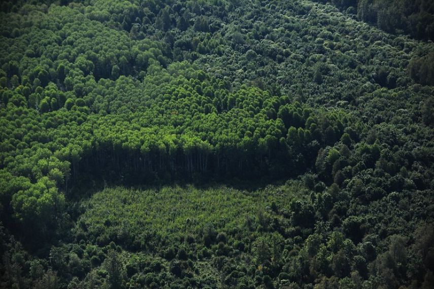 Laporan Terbaru FAO: Deforestasi Global Melambat, tapi Hutan 10,9 Juta Hektar Hilang Tiap Tahun!