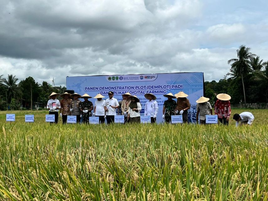 Kelurahan Bukit Biru Pacu Produktivitas Padi Lewat LEISA untuk Pertanian Berkelanjutan