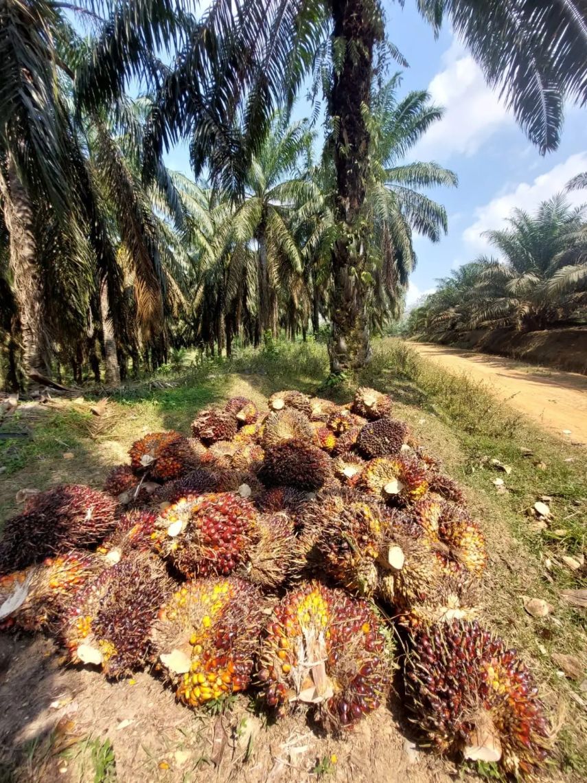 Harga Sawit di Kaltim Naik Tajam, Dampak Positif dari Kenaikan Harga CPO Global