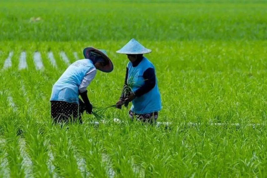 Camat Tenggarong Seberang Khawatir Regenerasi Petani Terhenti, Anak Muda Kian Enggan ke Sawah