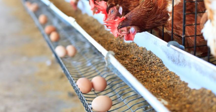 Desa Kota Bangun Ilir Perkuat Ketahanan Pangan Lewat Ayam Petelur dan Budidaya Lele