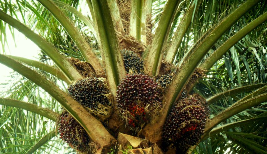 Pemdes Kahala Teguh Pertahankan Pertanian di Tengah Gempuran Sawit