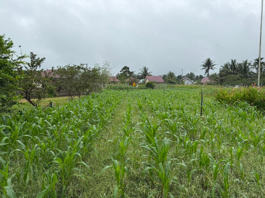 Petani Segihan Mulai Terapkan Budidaya Padi Modern untuk Dongkrak Produktivitas