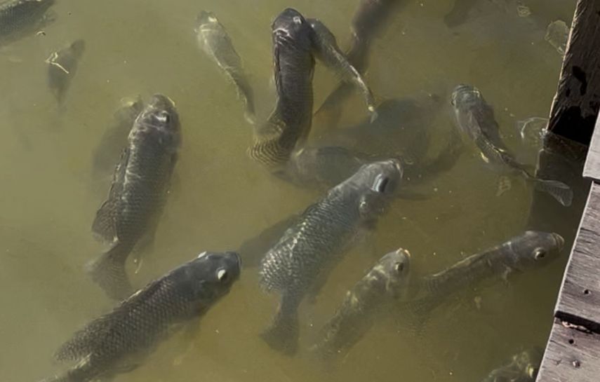 DKP Kukar Gencarkan Edukasi Pengendalian Penyakit Ikan, Pembudidaya Diimbau Waspadai Air Bangar dan Hama Musiman