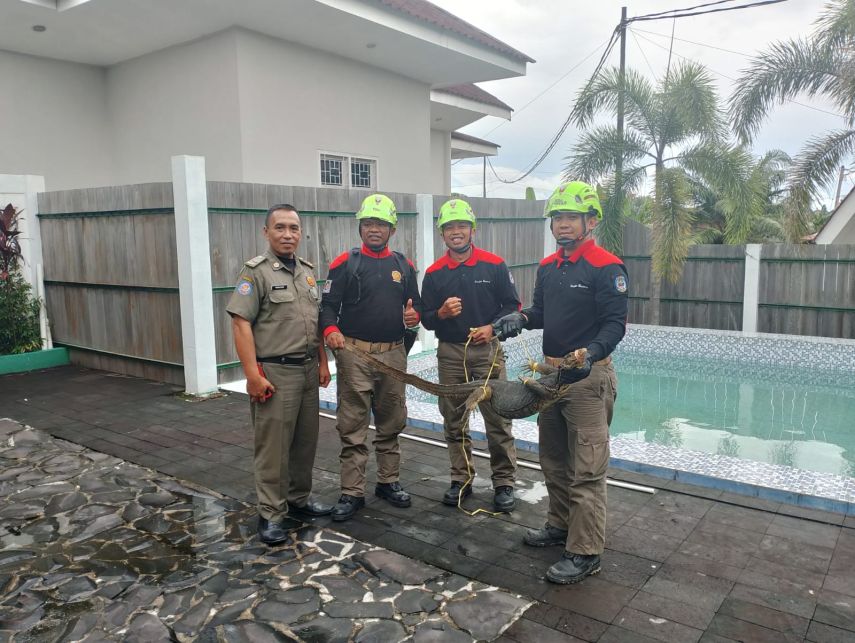 Disdamkartan Bontang Evakuasi Biawak yang Terjebak di Kolam Rumah Jabatan Wali Kota
