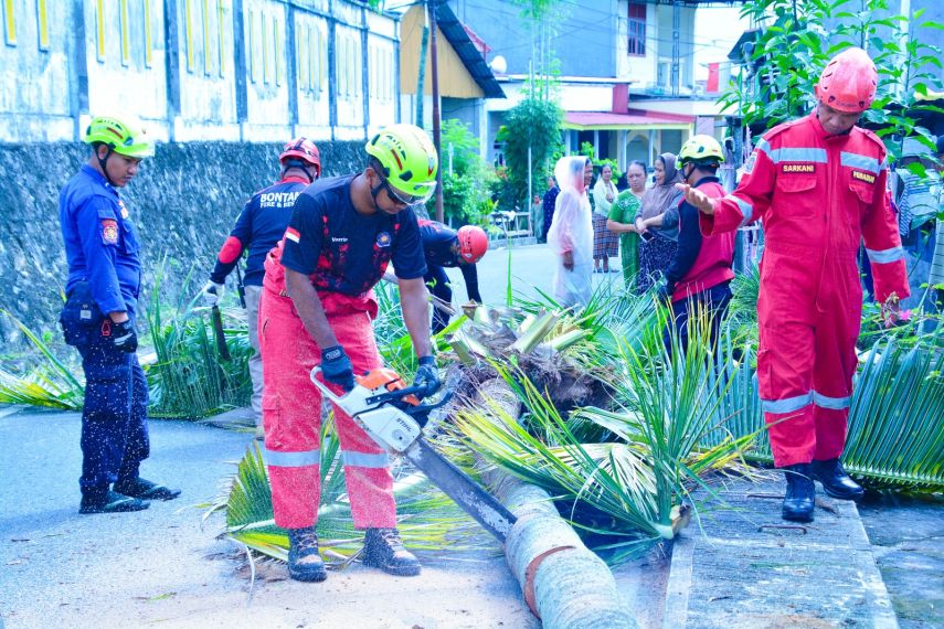 Berisiko Tumbang, Disdamkartan Evakuasi Pohon Kelapa di Tanjung Laut