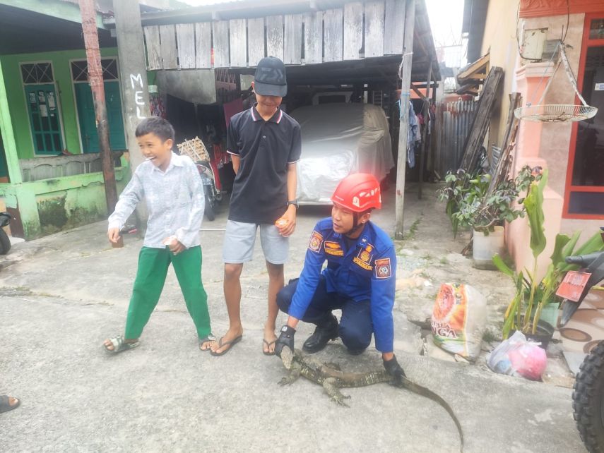 Biawak Masuk Teras Rumah, Disdamkartan Bontang Berhasil Evakuasi
