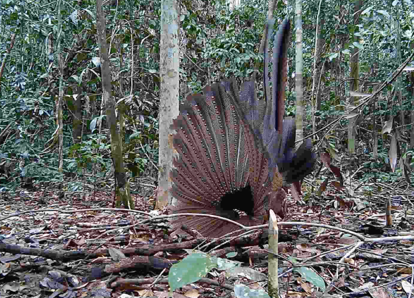 Kabar Baik untuk Konservasi! Burung Kuau, Si Penari Hutan Dayak, Ditemukan Menari Lagi di Sungai Lesan