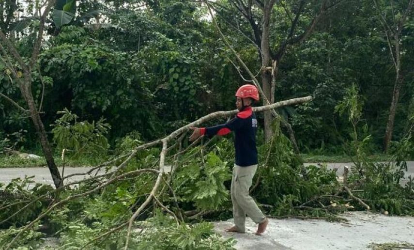Akses Jalan Tertutup, Disdamkartan Kerahkan Tim Evakuasi Pohon Tumbang