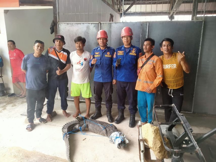 Buaya Muncul di Area Lapangan Golf Sintuk, Disdamkartan Lakukan Penanganan Cepat