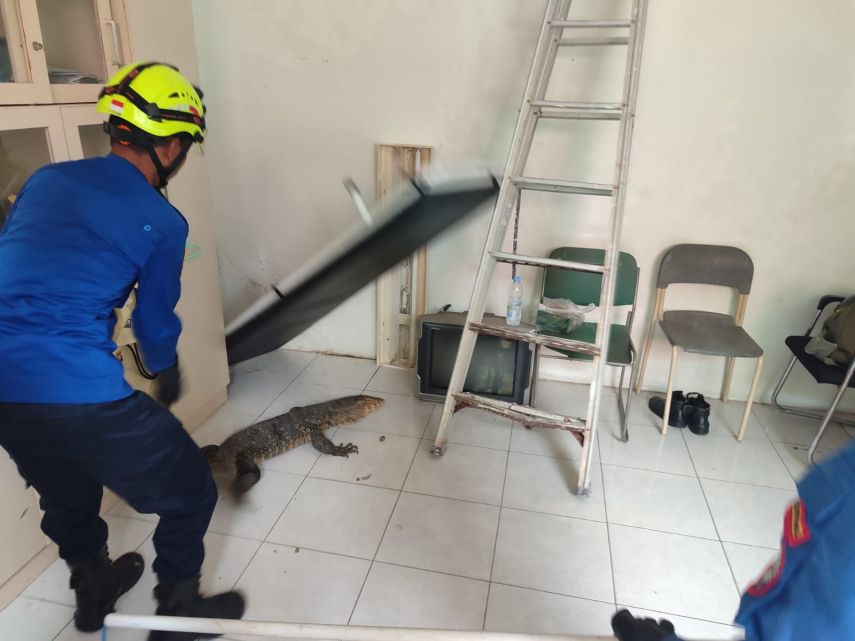 Biawak Masuk Pos Sekuriti SMAN 1 Bontang, Disdamkartan Lakukan Evakuasi Cepat