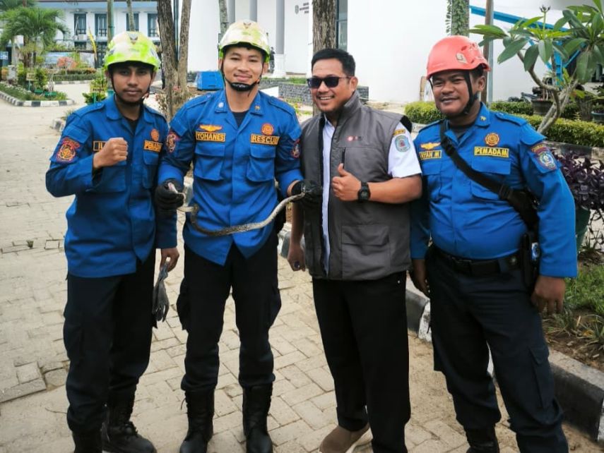 Rescue Regu 2 Amankan Ular Piton dari Area Perpustakaan Daerah