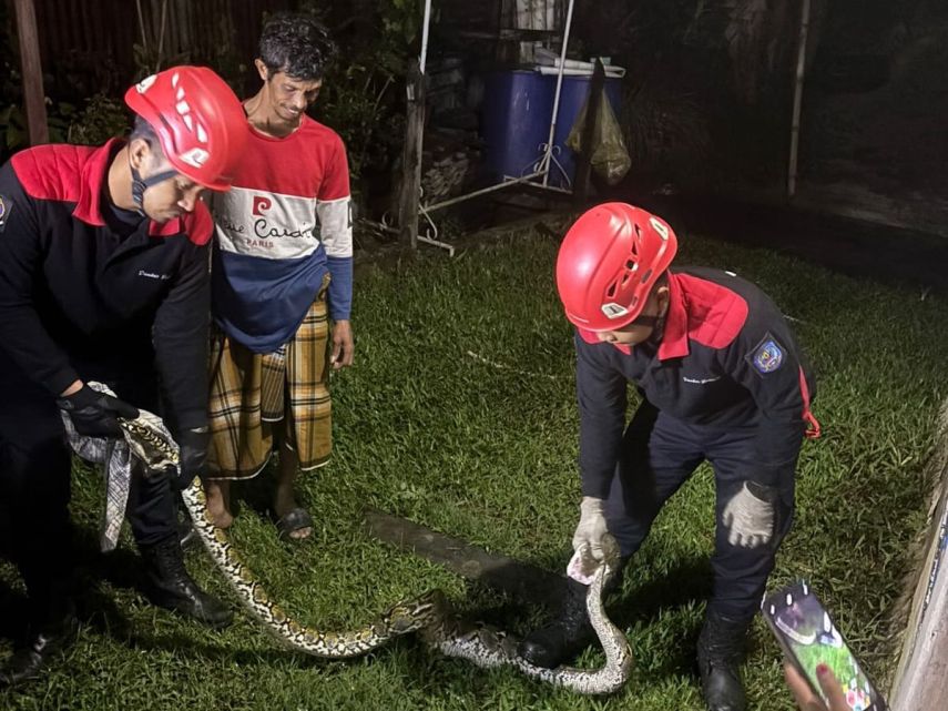 Damkar Bontang Tangani Dua Laporan Evakuasi Ular di Hari yang Sama