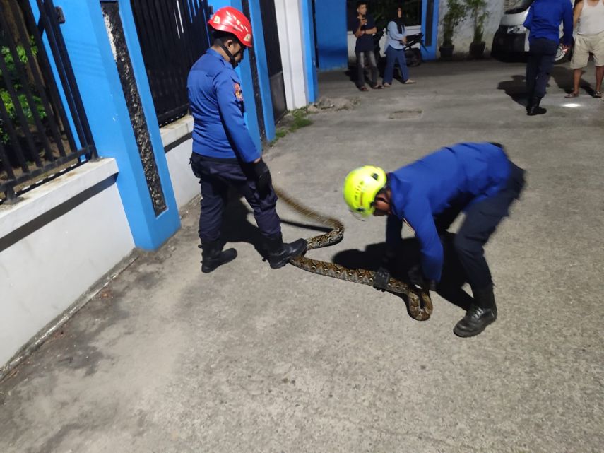 Disdamkartan Bontang Tangani Ular Piton yang Masuk Permukiman di Bontang Baru