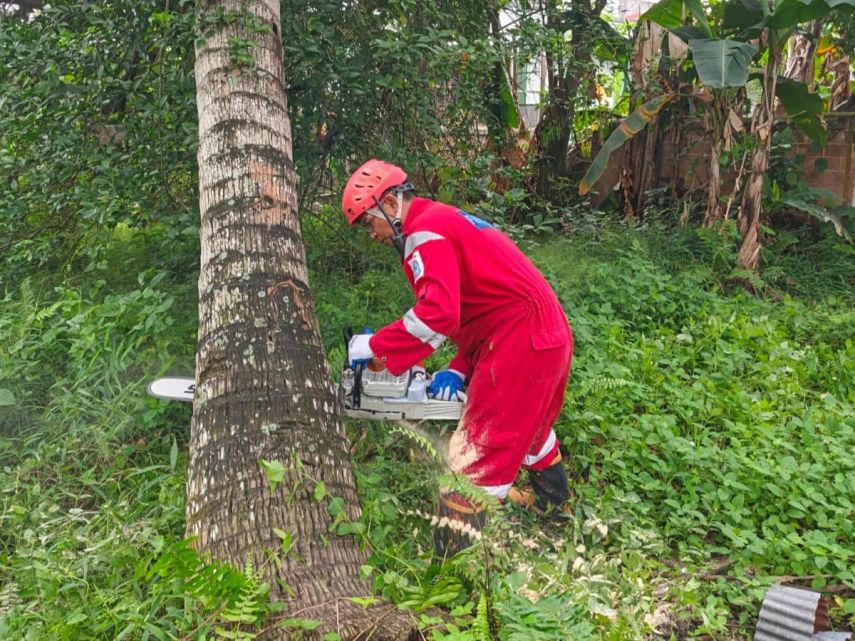 Disdamkartan Bontang Evakuasi Pohon Membahayakan di Jalan Gendang 5