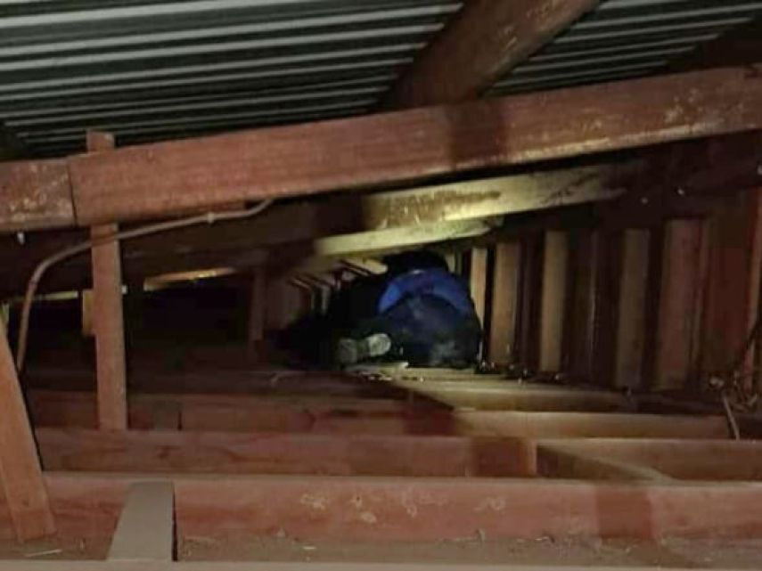 Evakuasi Kucing di Loktuan, Petugas Disdamkartan Bekerja Hingga Tiga Jam