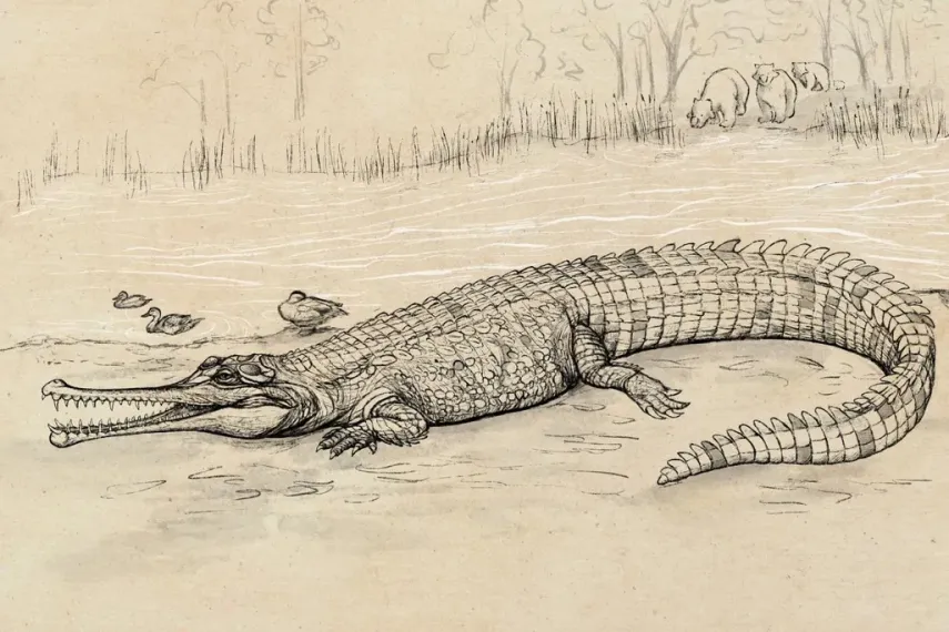 Buaya Serang Anak di Tanjung Limau, Korban Alami 18 Jahitan