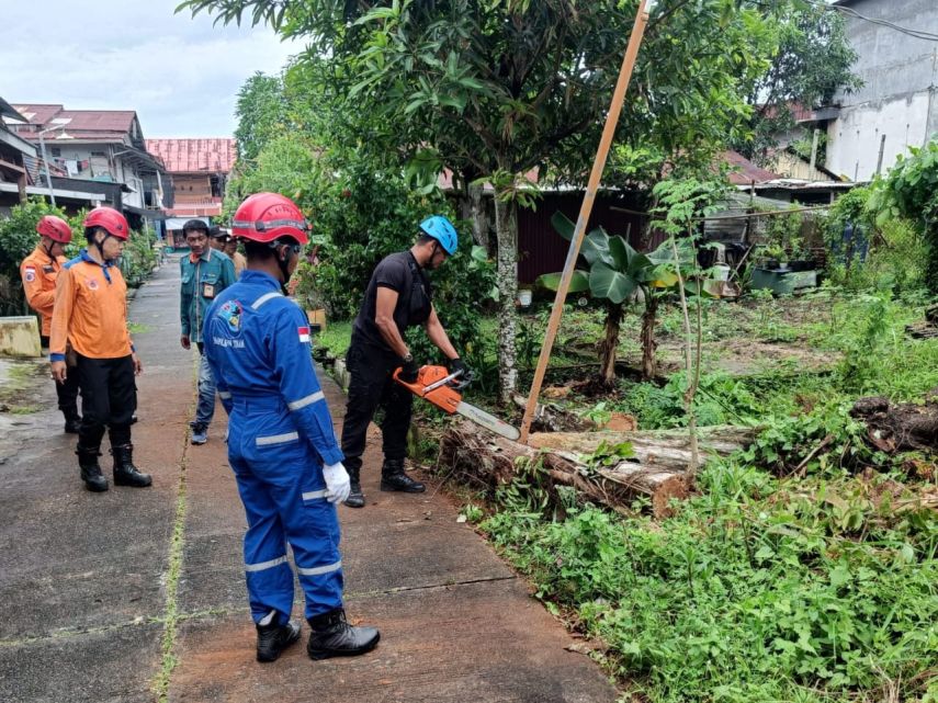 BPBD Bontang Gerak Cepat Tangani Pohon Tumbang di Berebas Tengah