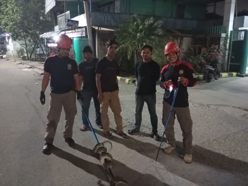 Warga Loktuan Temukan Ular Piton, Disdamkartan Sigap Lakukan Evakuasi