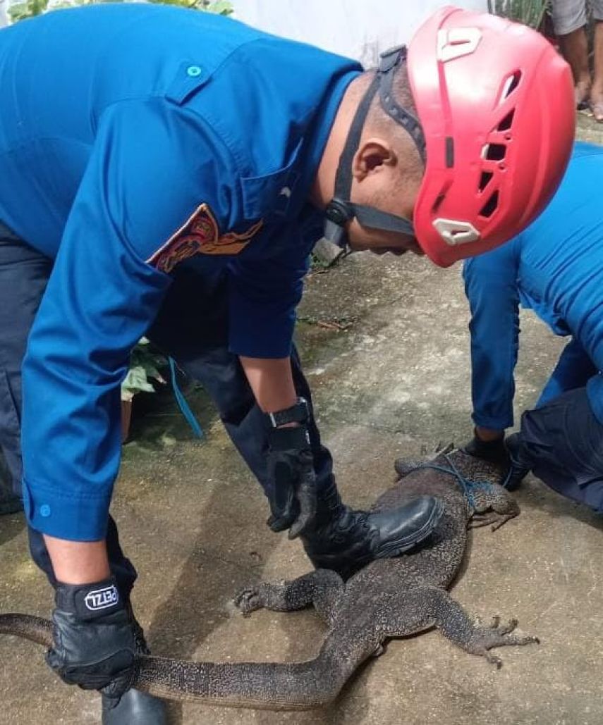 Biawak Merangsek Rumah Warga, Disdamkartan Bontang Sigap Lakukan Evakuasi