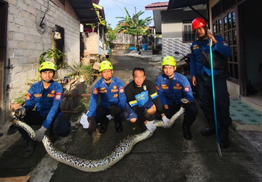 Mangsa Ternak Warga, Disdamkartan Bontang Evakuasi Ular Piton di Jalan Pattimura