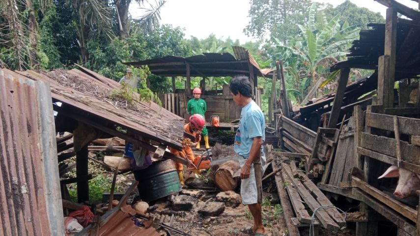 BPBD Bontang Evakuasi Pohon Aren Tumbang Timpa Kandang di Kanaan