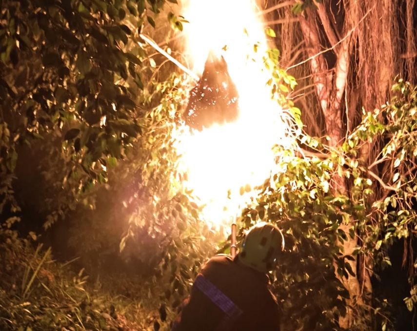 Khawatir Keamanan Warga, Disdamkartan Bontang Sigap Musnahkan Sarang Tawon di Gunung Elai