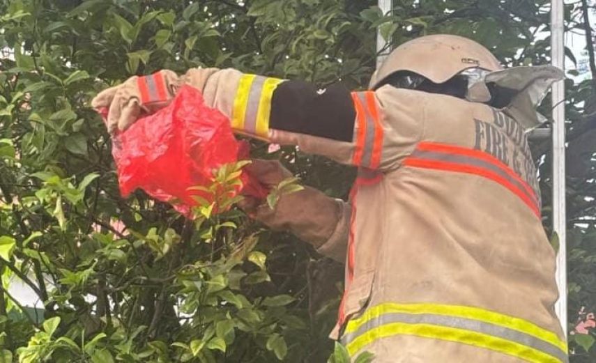 Membahayakan Jemaah, Disdamkartan Bontang Evakuasi Sarang Lebah di Musala Yakin Lok Tuan