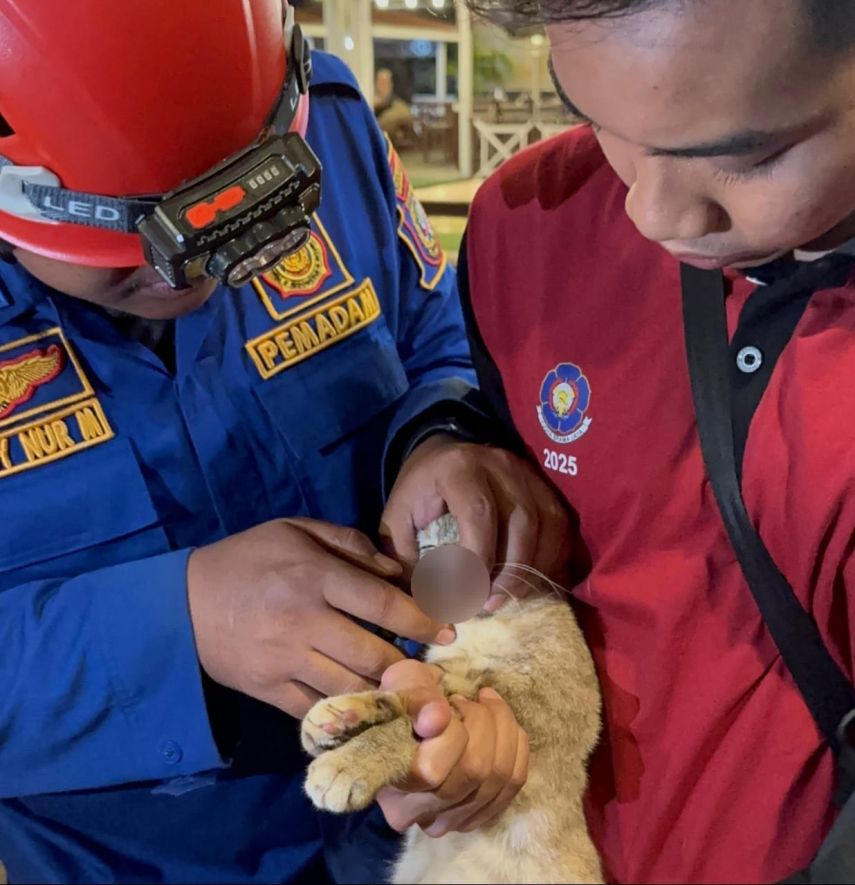 Tugas Tanpa Batas, Ketika Disdamkartan Selamatkan Kucing Peliharaan Warga Bontang Kuala