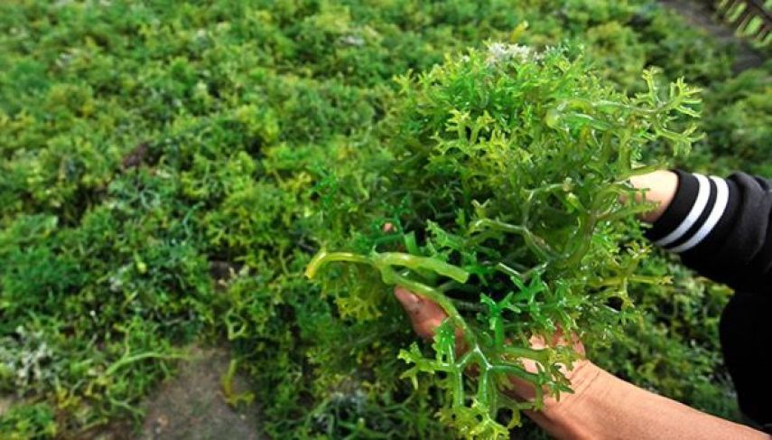 Produksi Rumput Laut Kukar Didominasi Gracilaria, DKP Fokus Hilirisasi dan Peningkatan Kualitas
