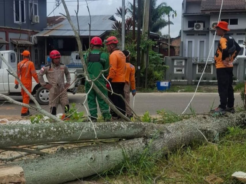 Laporan Warga Ditindaklanjuti, BPBD Tebang Pohon Rawan Tumbang