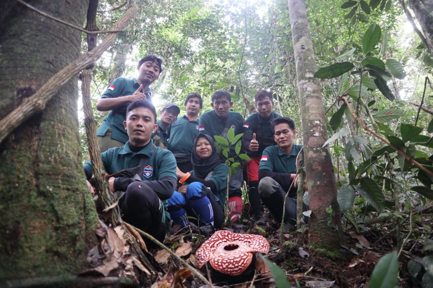 Anomali Rafflesia Pricei di Kayan Mentarang: Mekar Dekat Kampung, Diubah Warga Jadi Destinasi Ekowisata Unik