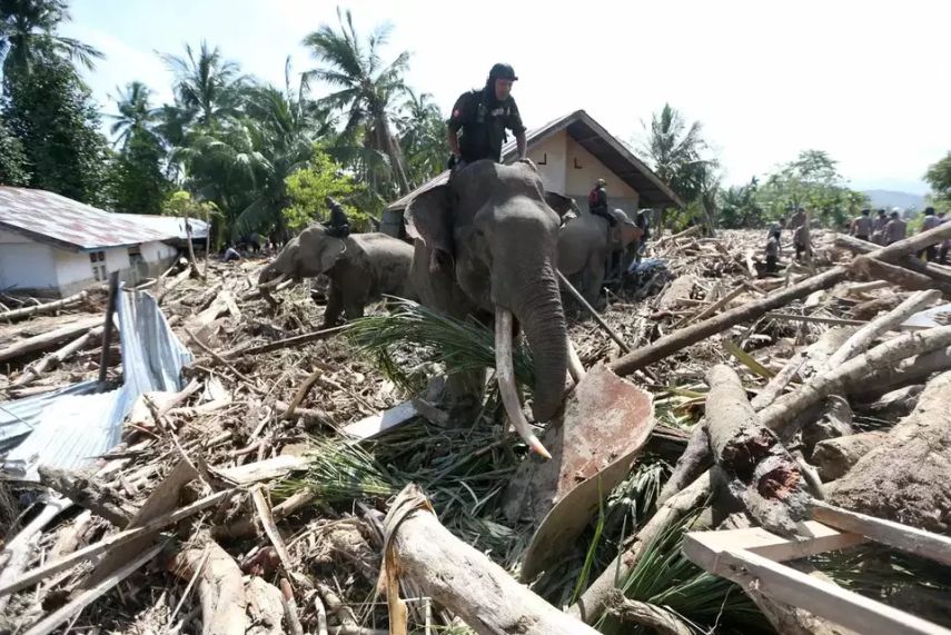 Gajah Jinak Dikerahkan BKSDA Aceh untuk Bersihkan Puing Banjir Bandang di Pidie Jaya