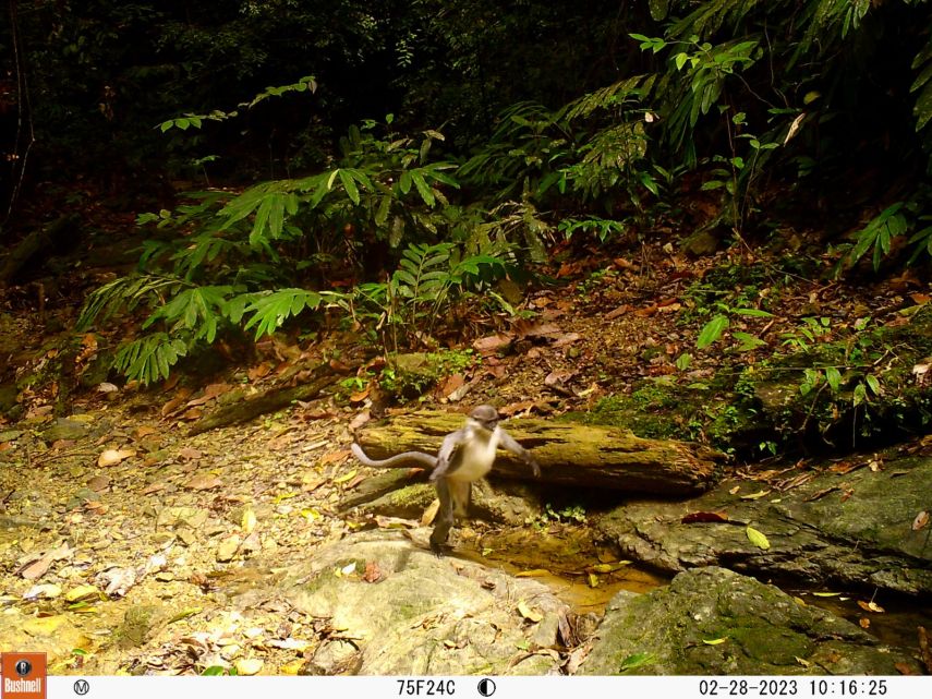 Lutung Kutai Si 'Drakula' dari Kalimantan: Diselamatkan Kearifan Adat Dayak Wehea, Namun Belum Dilindungi Negara
