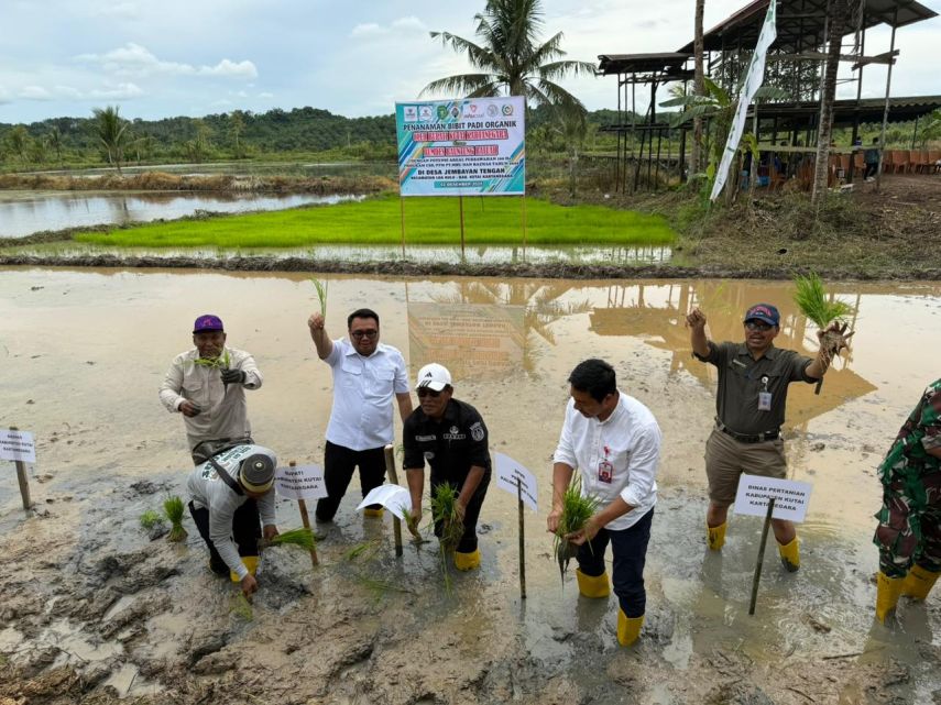 Dorong Pertanian Organik, Bupati Kukar Tanam Bibit di Lahan 100 Hektare Desa Jembayan Tengah