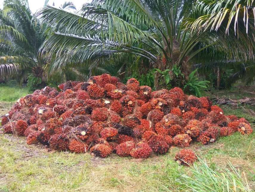 Harga TBS Sawit Kaltim Turun Awal Januari 2026, Ini Daftar Lengkap per Umur Tanaman