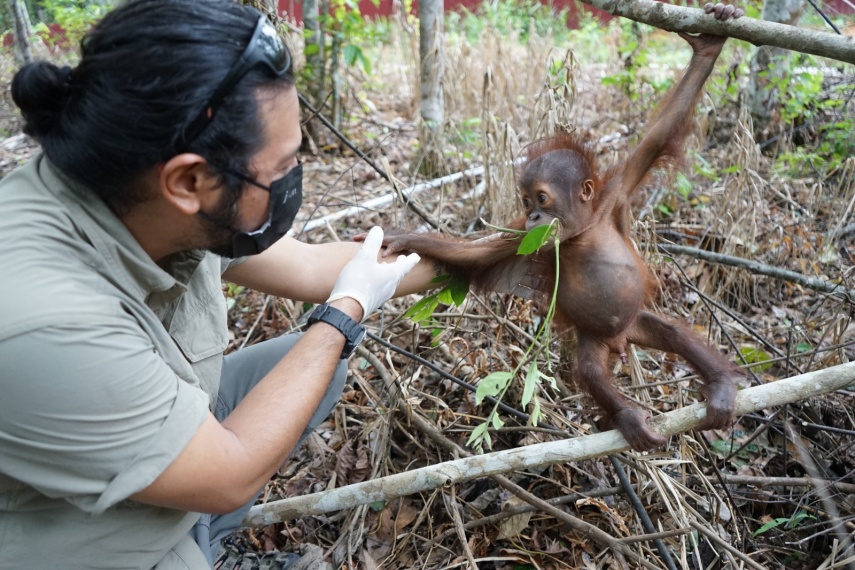 Kisah Jack, Bayi Orang Utan yang Bertahan Hidup dengan Luka Duri di Kebun Sawit Kutai Timur