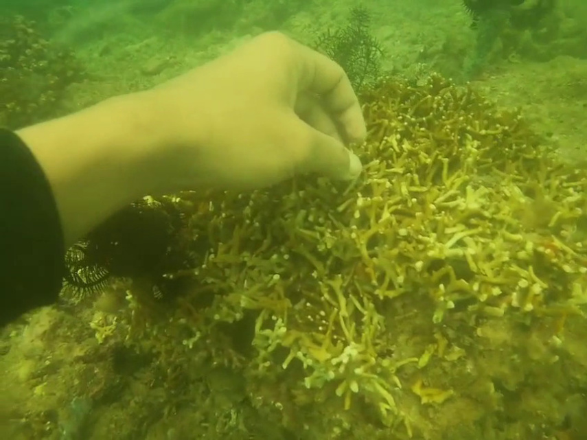 Miris! Spot Terumbu Karang Terbaik di Muara Badak Hancur Diduga Dihantam Ponton Batu Bara